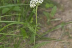 Yarrow, Achillea millefolium