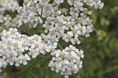 Yarrow, Achillea millefolium