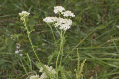 Yarrow, Achillea millefolium