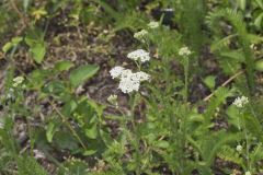 Yarrow, Achillea millefolium