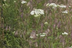 Yarrow, Achillea millefolium