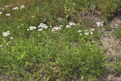 Yarrow, Achillea millefolium