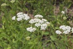 Yarrow, Achillea millefolium