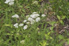 Yarrow, Achillea millefolium