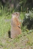 Yellow-bellied Marmot, Marmota flaviventris