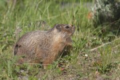 Yellow-bellied Marmot, Marmota flaviventris