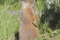 Yellow-bellied Marmot, Marmota flaviventris