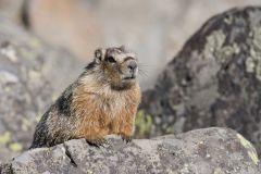 Yellow-bellied Marmot, Marmota flaviventris