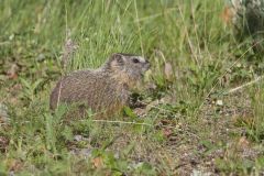 Yellow-bellied Marmot, Marmota flaviventris