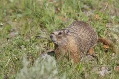 Yellow-bellied Marmot, Marmota flaviventris
