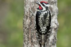 Yellow-bellied Sapsucker, Sphyrapicus varius