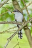 Yellow-billed Cuckoo, Coccyzus americanus