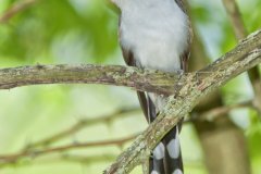 Yellow-billed Cuckoo, Coccyzus americanus