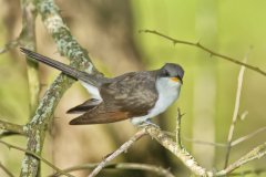 Yellow-billed Cuckoo, Coccyzus americanus