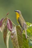 Yellow-breasted Chat, Icteria virens