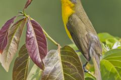 Yellow-breasted Chat