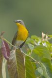 Yellow-breasted Chat, Icteria virens