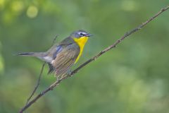 Yellow-breasted Chat, Icteria virens