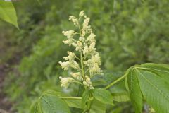Yellow Buckeye, Aesculus flava