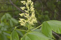 Yellow Buckeye, Aesculus flava