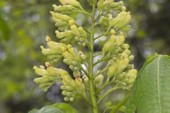 Yellow Buckeye, Aesculus flava