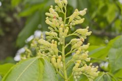 Yellow Buckeye, Aesculus flava