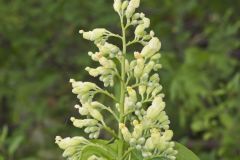 Yellow Buckeye, Aesculus flava