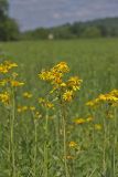 Yellow Crownbeard, Verbesina helianthoides