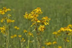 Yellow Crownbeard