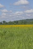 Yellow Crownbeard, Verbesina helianthoides