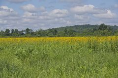 Yellow Crownbeard, Verbesina helianthoides