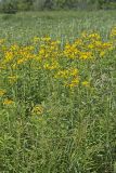 Yellow Crownbeard, Verbesina helianthoides