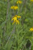 Yellow Crownbeard, Verbesina helianthoides