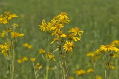 Yellow Crownbeard, Verbesina helianthoides