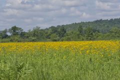 Yellow Crownbeard, Verbesina helianthoides