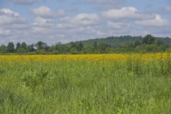 Yellow Crownbeard, Verbesina helianthoides