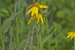 Yellow Crownbeard, Verbesina helianthoides