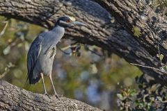 Yellow-crowned Night Heron