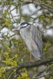 Yellow-crowned Night Heron, Nyctanassa violacea