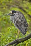Yellow-crowned Night Heron, Nyctanassa violacea