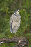 Yellow-crowned Night Heron, Nyctanassa violacea