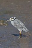 Yellow-crowned Night Heron, Nyctanassa violacea