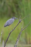 Yellow-crowned Night Heron, Nyctanassa violacea