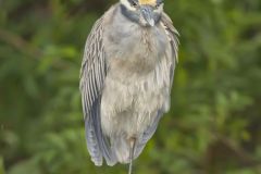 Yellow-crowned Night Heron, Nyctanassa violacea