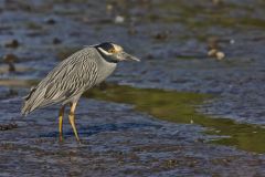 Yellow-crowned Night Heron, Nyctanassa violacea