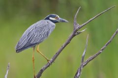 Yellow-crowned Night Heron, Nyctanassa violacea