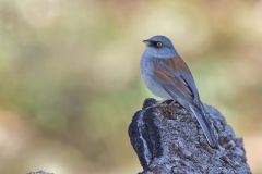 Yellow-eyed Junco, Junco phaeonotus