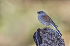 Yellow-eyed Junco, Junco phaeonotus