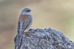 Yellow-eyed Junco, Junco phaeonotus