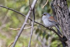 Yellow-eyed Junco, Junco phaeonotus